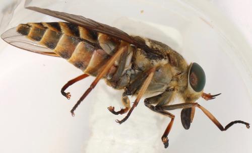 Réf. 325 773 : Tabanus sudeticus
